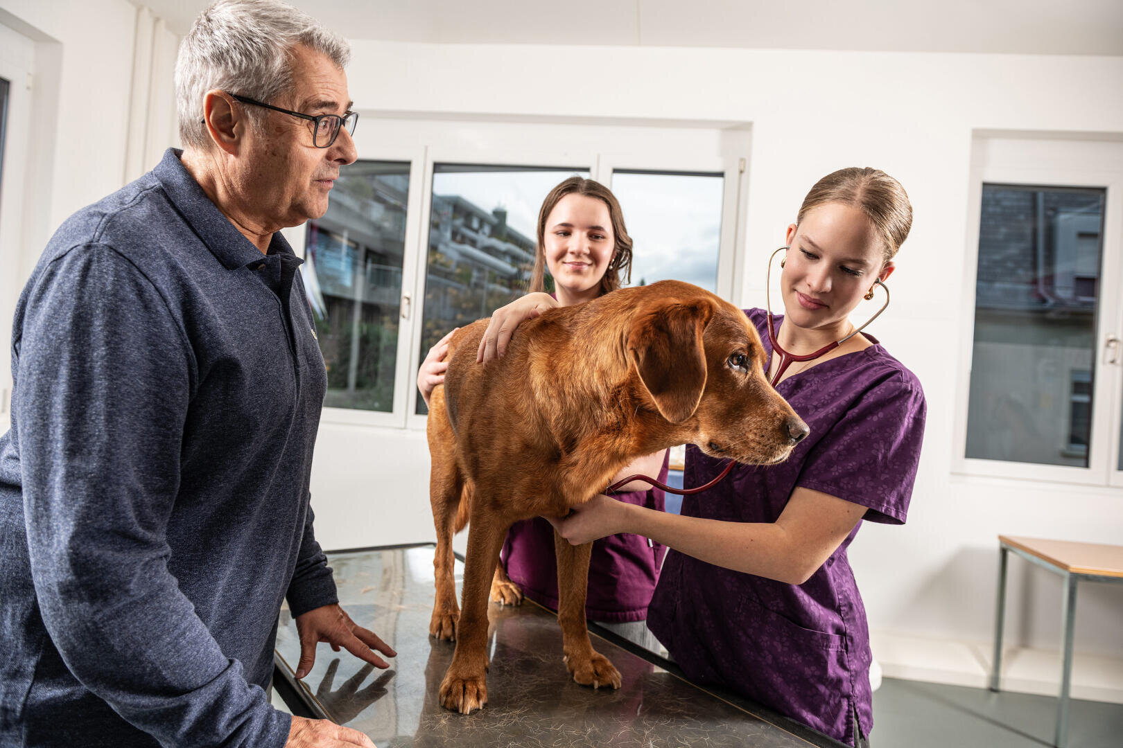 Ein Tierarzt in violetter OP-Kleidung untersucht einen braunen Hund auf einem Tisch, während eine weitere Person und ein Mann in einem hellen Raum mit großen Fenstern zusehen.