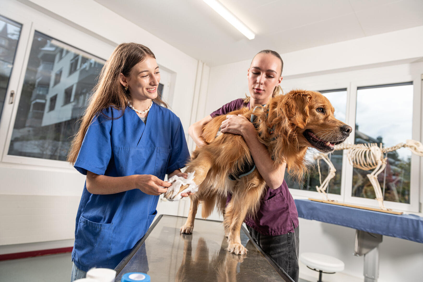 Zwei Tierärzte kümmern sich auf einem Untersuchungstisch um einen Golden Retriever. Der eine hält den Hund fest, während der andere ihm die Pfote reinigt. In der hellen, modernen Praxis sind ein Skelettmodell und medizinische Geräte zu sehen.