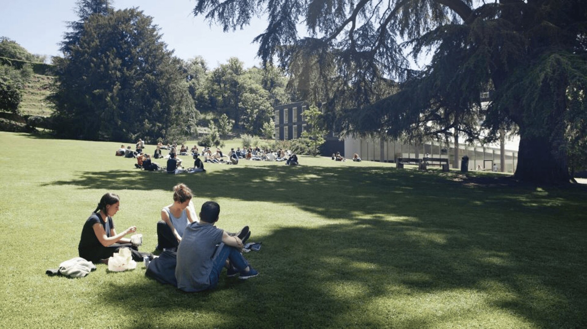 Die Studierenden sitzen in kleinen Gruppen auf einer Wiese im Schatten großer Bäume und genießen den sonnigen Tag in der Nähe der modernen Campusgebäude.
