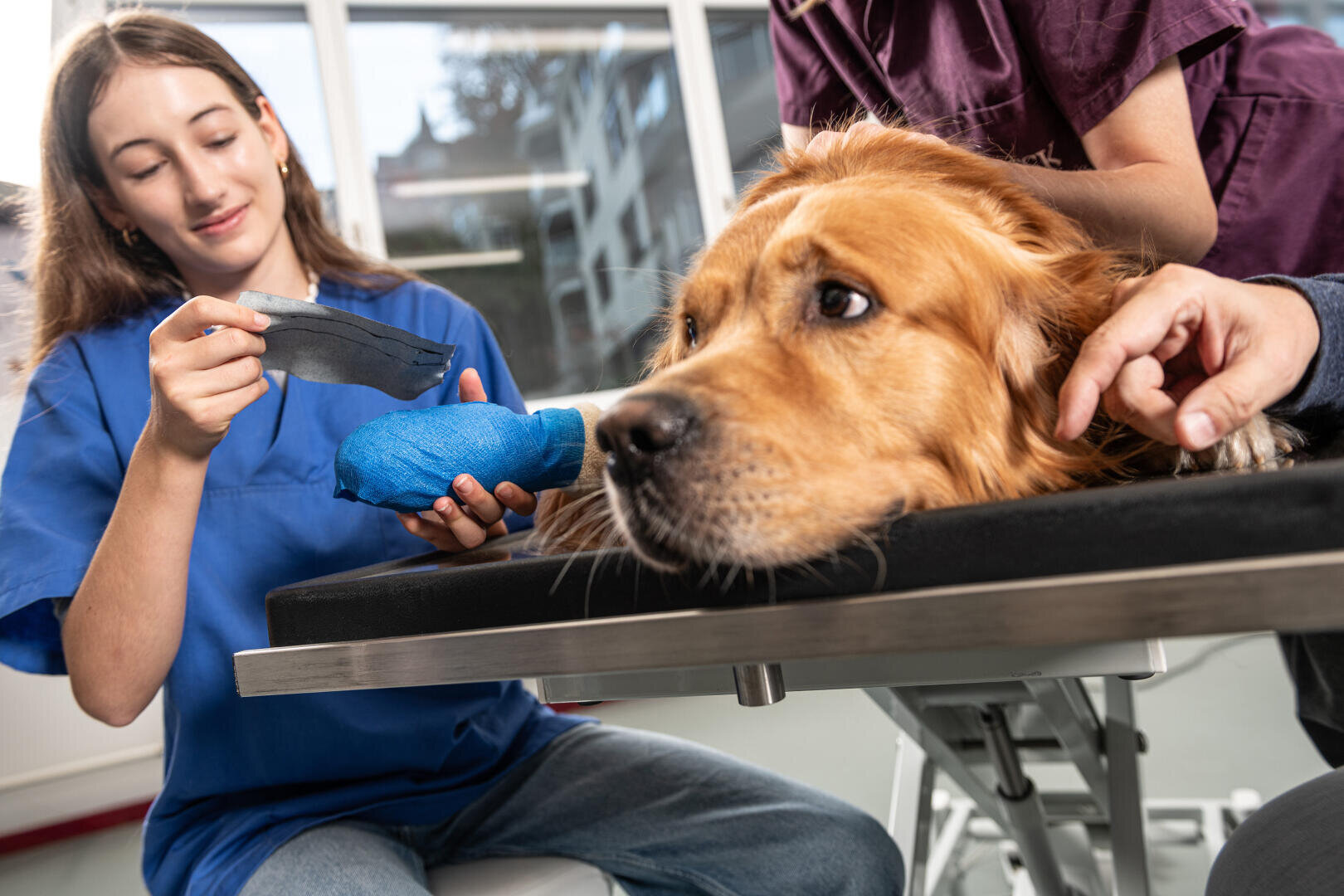 Ein Tierarzt wickelt einen blauen Verband um die Vorderpfote eines Golden Retrievers, während eine andere Person den Hund tröstet, der auf einem Untersuchungstisch liegt und ruhig wirkt.