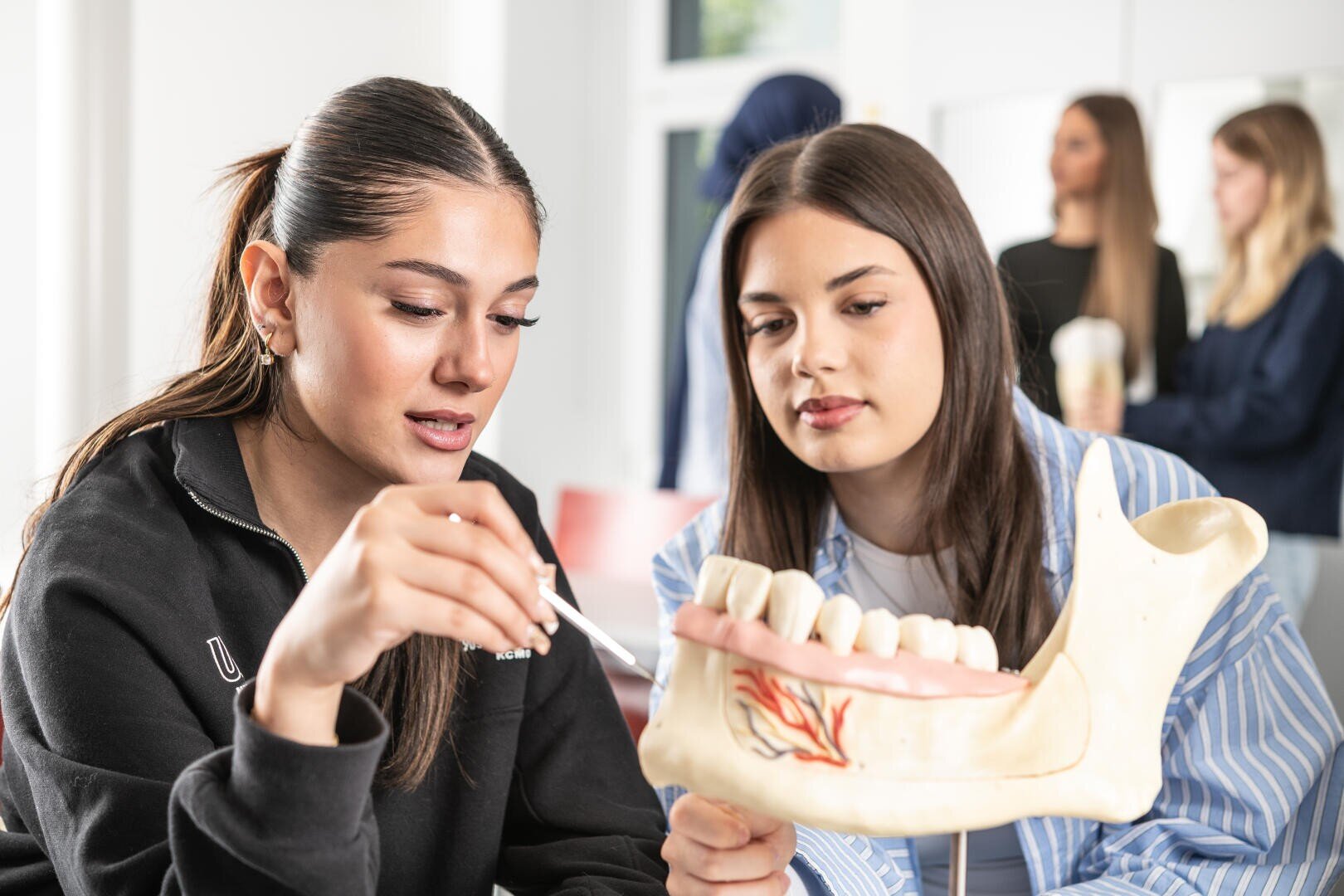 Zwei junge Frauen untersuchen ein menschliches Kiefermodell mit Zähnen und Nerven. Eine zeigt mit einem zahnärztlichen Instrument auf das Modell, während sich andere im Hintergrund in einem hellen Klassenzimmer unterhalten.